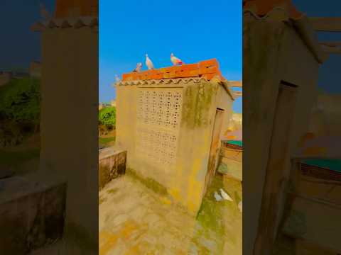 Kabutar 🕊️lover #kabootarba #pigeon #viral #kabootar #comedy  #remix #song #music