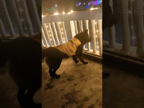 happy diwali 🎇🪔🥰#shorts #shortvideo #diwali #festival #trending #short #germanshepherd #doglove