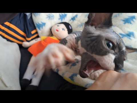 イカゲームの人形 VS 狂暴スフィンクス火ノ子