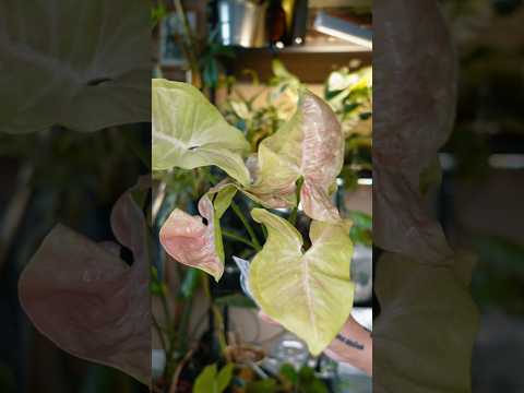 MyBotanika Haul Erkältungs Edition!🥹🥰🤧 #pflanzen #haul #plants