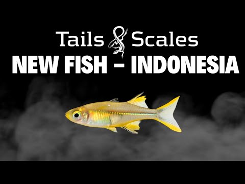 New Fish from Indonesia! - Gudgeons, Loaches, Barb A fantastic variety of new arrivals in the fish room this week! We were very pleased with the qualit