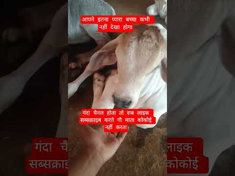 आपने इतना प्यारा बच्चा कभी नहीं देखा होगा #13million #cow #farming #100millon #gaumata