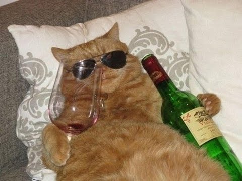 Crazy CATS - Funny CAT video
