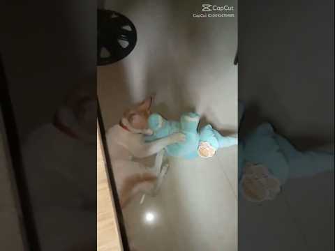 Ranu bombai ki ranu🥰❤️🥀 #ranubombaikiranusong #song #viral #shortsvideo #foryou #youtubeshorts