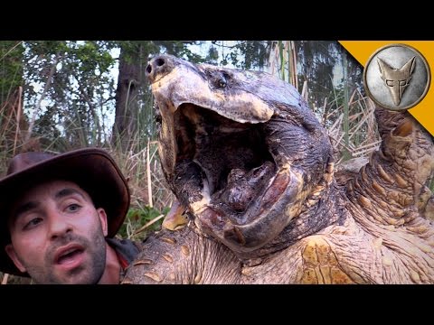 The BIGGEST Turtle You've EVER seen! - UC6E2mP01ZLH_kbAyeazCNdg