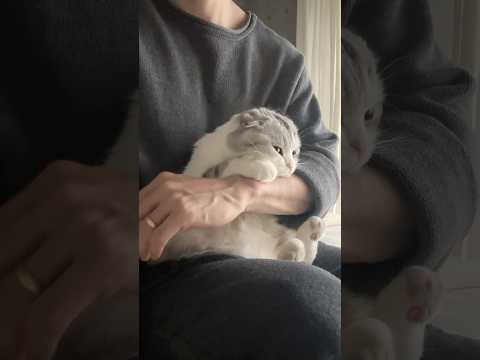 猫の動画サムネイル - 🧸？ #cat #猫