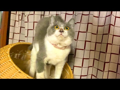 体調が悪くなった子猫のその後