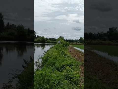 🌺cánh đồng vắng vẻ 🌺