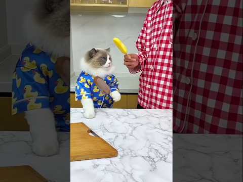 ice cream cat #cat #funny #pets #nutella #funnycats #bestfriend #craftypuff #diyfun #cute #home ice