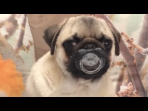 30 Incredible Pug Videos - UCPIvT-zcQl2H0vabdXJGcpg