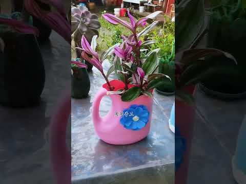 Outdoor plants flower in bottle plastic garden flowers #diy #plants #flowers #shorts #2025