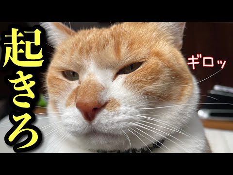 朝4時半…眠い母を叩き起こす猫VS絶対起きない母