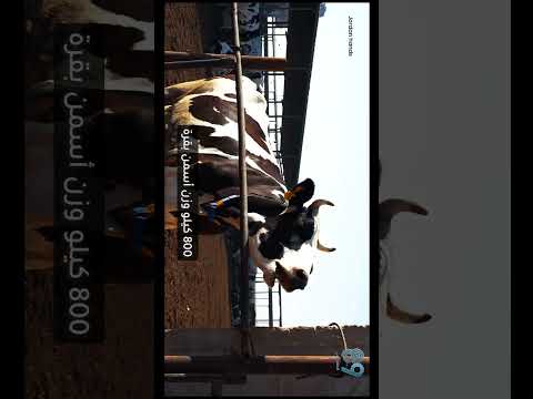 قريبا.هكذا تحلب الأبقار في الأردن #منصة_89 #الإعلام_وعي #الابقار #howto #jordan_hands #manufacturing