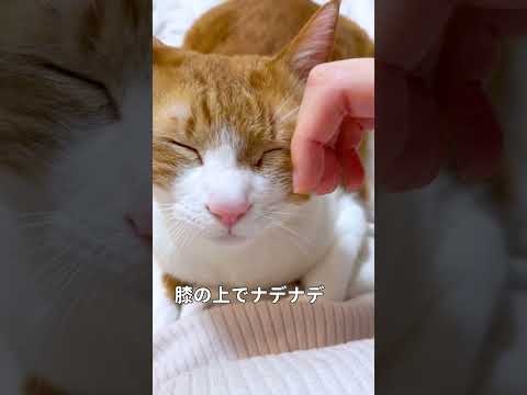 歸宅したら猫がいる幸せ#shorts #甘えん坊猫 #猫のいる暮らし