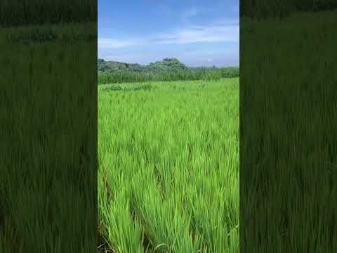 Menyejukkan mata dan hati #relaxingmusic #bali #adem #irigasi