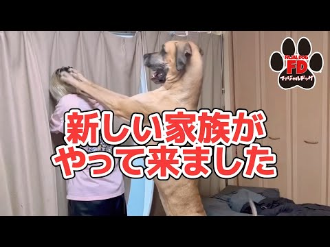 【ご報告】もう笑うしかない大型犬５匹のパパ！そして新しい展開が…