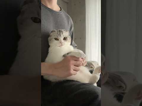 猫の動画サムネイル - 😽♾️#cat