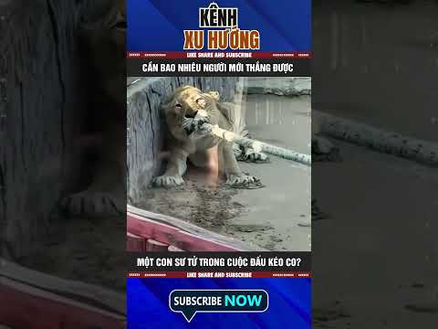 CẦN BAO NHIÊU NGƯỜI MỚI CÓ THỂ THẮNG ĐƯỢC MỘT CON SƯ TỬ TRONG CUỘC ĐẤU KÉO CO?