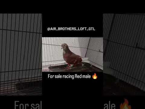 #forsale racing Red male📞 6303141224📍Guntakal #pigeonsracing #like #share #comment #subscribe