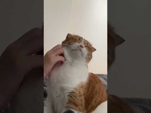 【懐かし動画】ひたすら猫が気持ちよさそうにモフられる