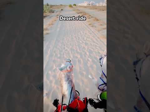 Desert horse riding Dubai #horse #riding #equestrian