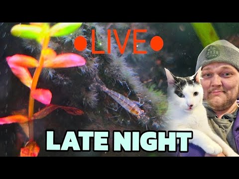 Late Night LIVE! POP-UP |  Let's Get Wild & Weird! Join us on Fishtory!  Discord
https_//discord.gg/fTB6FHKHPf

The BRAND NEW FISHTORY DISCORD_
All my 