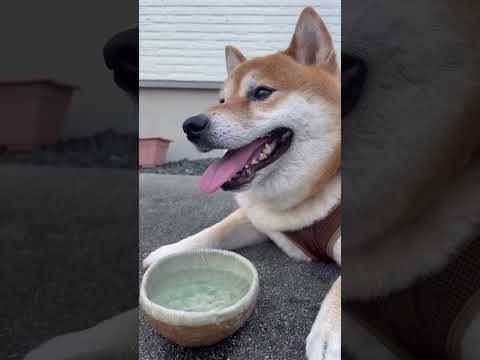 熱中症注意！ひたすら水飲みます。