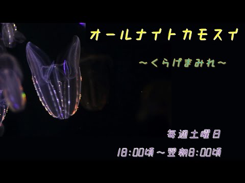 猫の動画サムネイル - オールナイトカモスイ　～くらげまみれ～ #203　キタカブトクラゲ