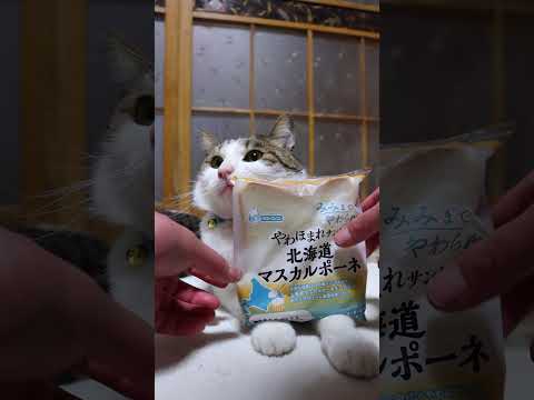 猫の動画サムネイル - やわほまれサンド　北海道マスカルポーネ　250510 #cat #ねこ #ネコ #猫のいる暮らし　#のせ猫　#ねこ  #cute #猫のいる生活