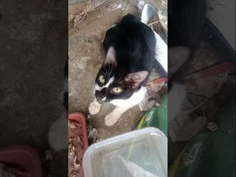 kasian om lagi menyusui om #kucing #cat #cute #funny