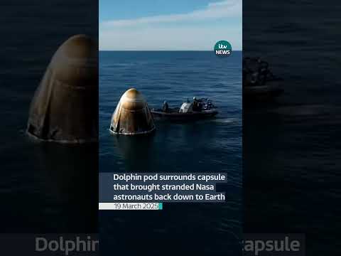 Dolphin pod surrounds capsule that brought stranded Nasa astronauts back down to Earth #itvnews