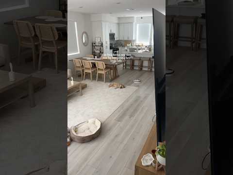 My dog makes me laugh and smile by literally just doing nothing 😂 I love her sm 🥰 #dog #dogs