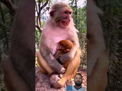 funny monkey /angry monkey #monkeysr #monkey #funny #monkeysr #animals