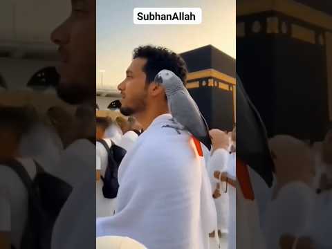 Subhanallah A parrot in Kaaba