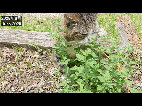 まるさんお気に入りの猫花壇に降臨した”不屈の精神”。-The 