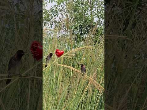 Bird Propose a Love ❤️🕊 #shorts #birds #propose #love