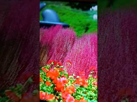 神戸のちょこっと😆夜景✨コキアと🎃ハロウィン