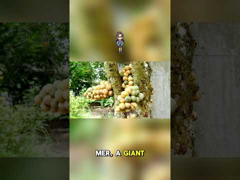 “This Fruit Looks Human — And It’s Real! 😳🌴”