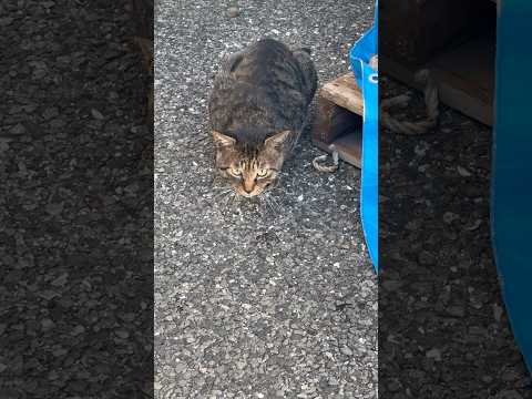 ボス猫に魚あげた
