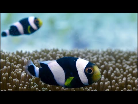 Incredible Teamwork From Little Clownfish | Blue Planet II - UCwmZiChSryoWQCZMIQezgTg