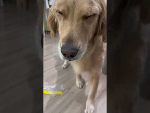 又想偷家#金毛 #金发闭眼 #puppy