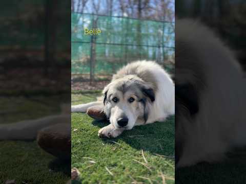 Belle ベル #greatpyrenees #todaysrunrun #グレートピレニーズ #今日のルンルン