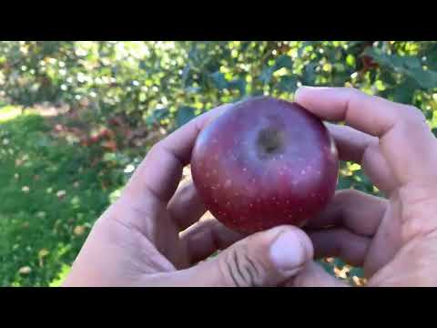 Winter Sweet Paradise Apple Tasting