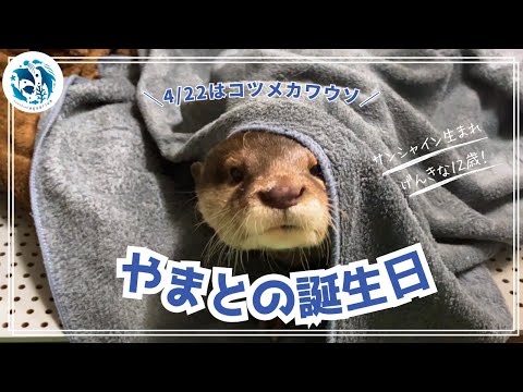 猫の動画サムネイル - 【誕生日】コツメカワウソ「やまと」12歳の誕生日【サンシャイン水族館】