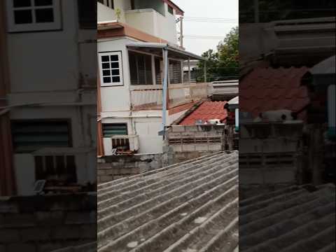 Smile To This Day  ยิ้มให้กับวันนี้ี้ แมว แมวน่ารัก Cat  CuteCat #แมว #Cat #Shorts