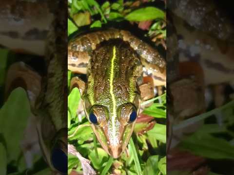 🤪🤪 yah hai cute sa mendhak ka baccha 👍 #mendak#frog #animals #wildlife #bullfrog #tinyfrogs #amazing