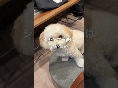 マルプーラテさん、シャンプー後はいい匂い