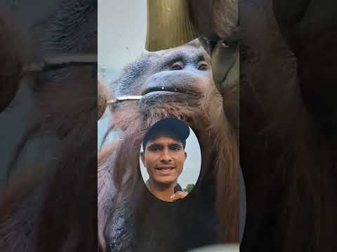 इंसानों के जिंदा रास्ते में से कौन से जानवर अभी जिंदा है | इंसानों के जैसे दिखने वाले जानवर #animals