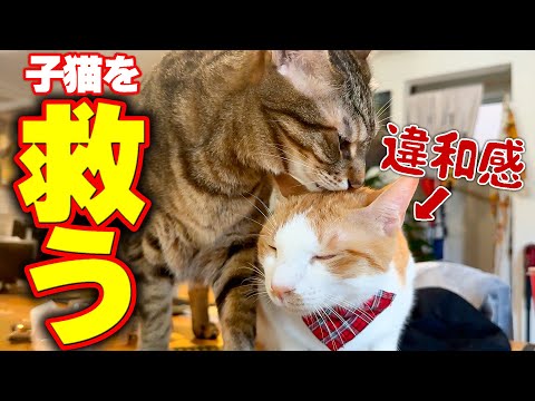 【緊急】子猫の体の異変に気がついて知らせてくれたのは兄猫でした。