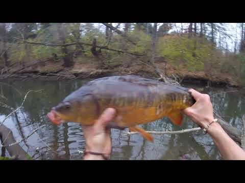 SIGHT FISHING FOR SUPER RARE FISH!! (WHY AM I SHOUTING!!)